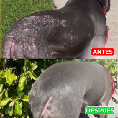 Petskin Lumalia